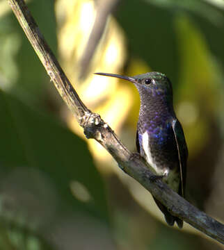 Image of Amazilia lactea