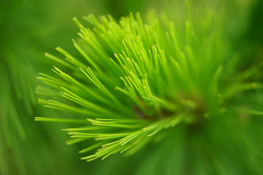 Image of Benguet Pine