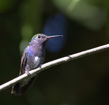 Image of Amazilia lactea