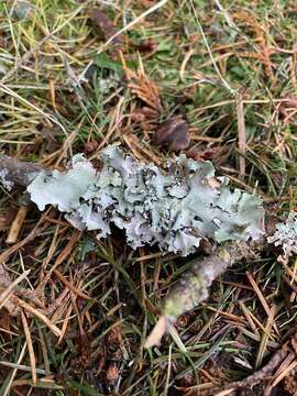 Image of Arnold's parmotrema lichen