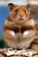 Image of Golden Hamster