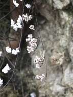 Image of hairy false cloak fern