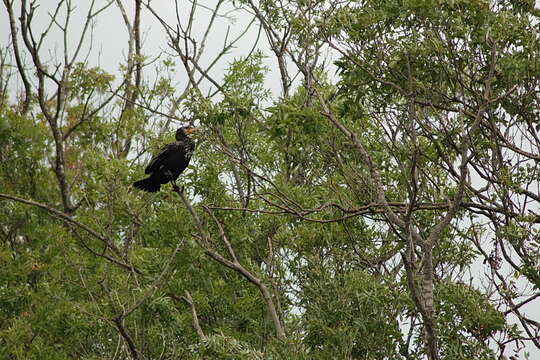 Image of Black Shag