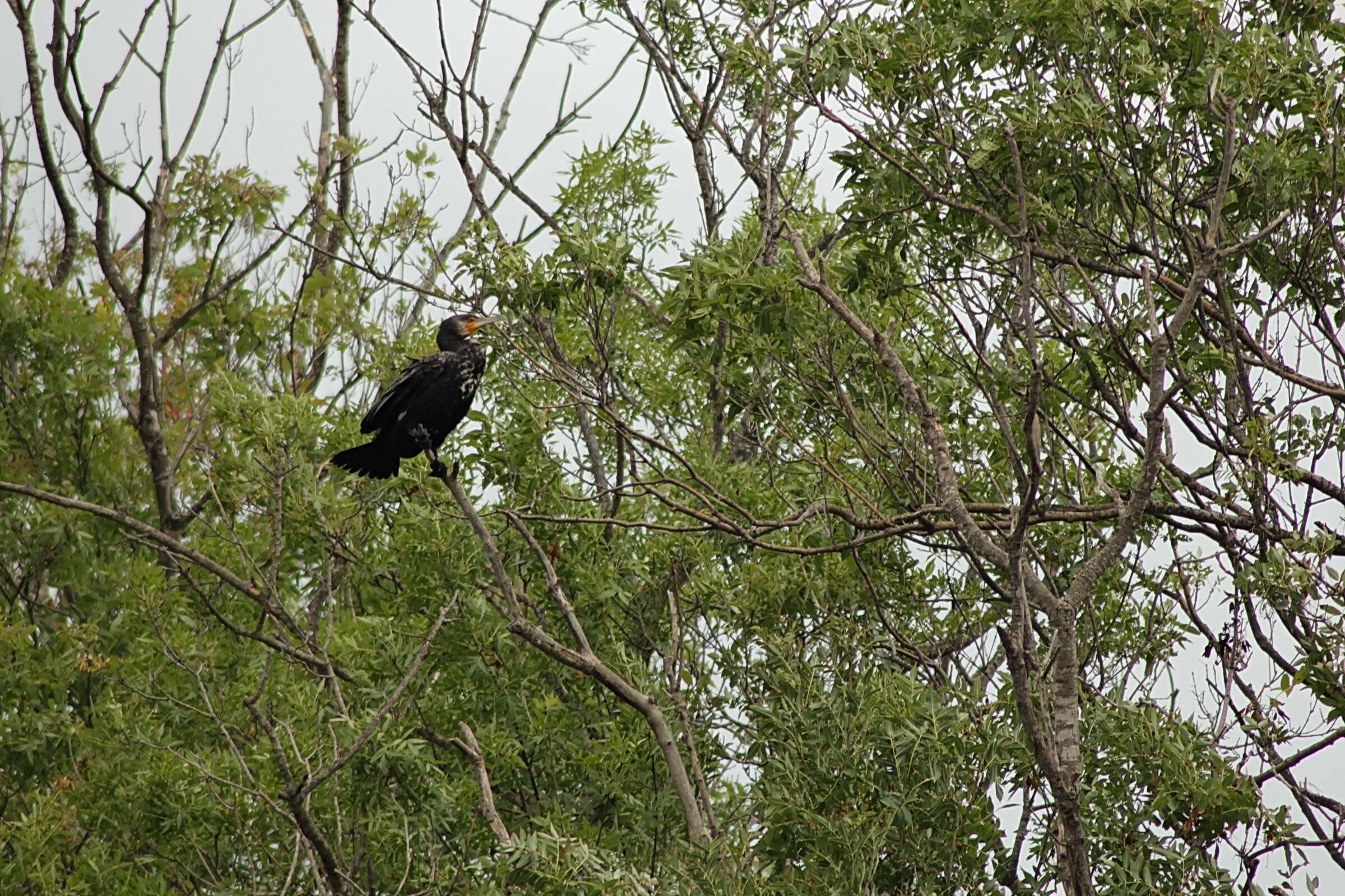 Imagem de Phalacrocorax carbo (Linnaeus 1758)