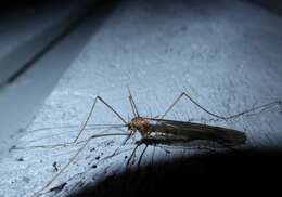 Image of Leptotarsus (Macromastix) pallidus (Hutton 1900)