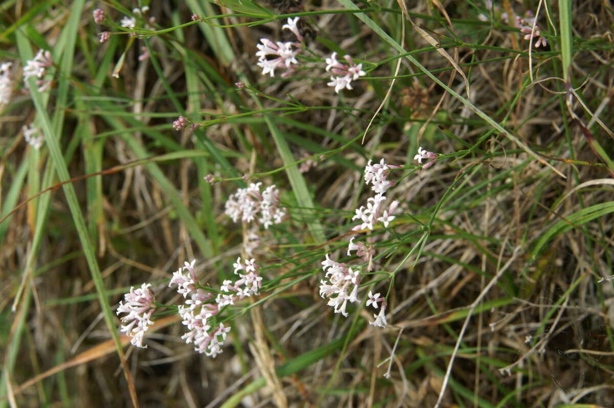 Image of squinancywort