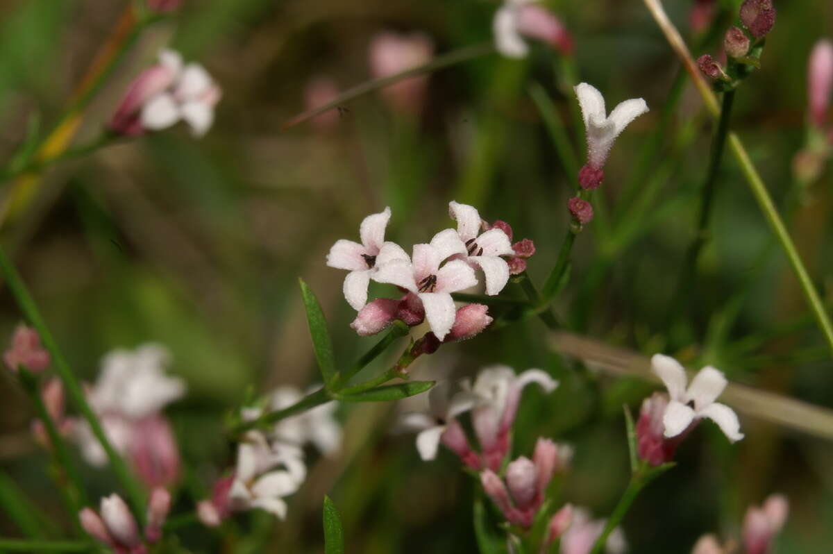 Image of squinancywort