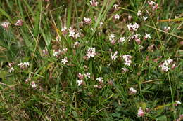 Image of squinancywort