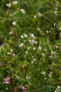 Image of squinancywort