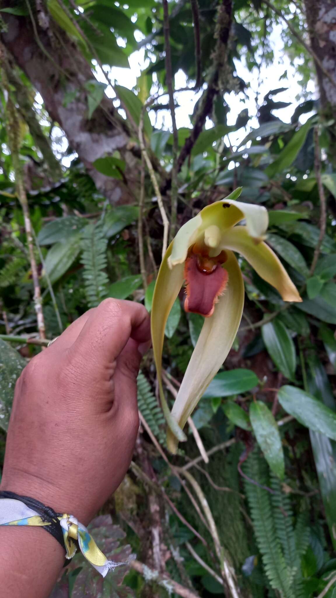 Image of Sudamerlycaste gigantea (Lindl.) Archila