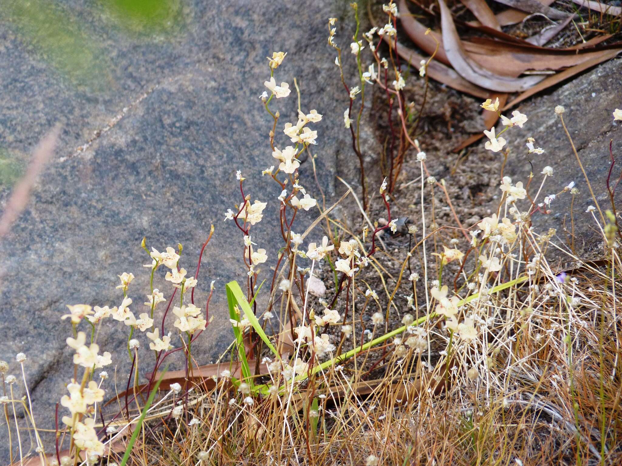 Sivun Utricularia fulva F. Muell. kuva