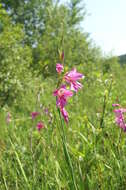 Image of Gladiolus illyricus W. D. J. Koch