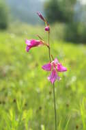 Image of Gladiolus illyricus W. D. J. Koch