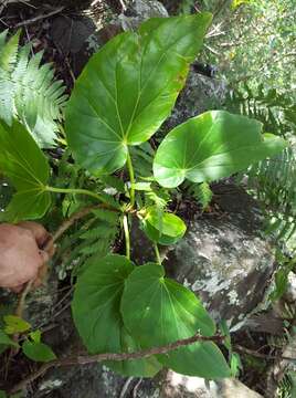 Image of Begonia salaziensis (Gaudich.) Warb.