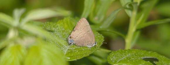 Image of hickory hairstreak