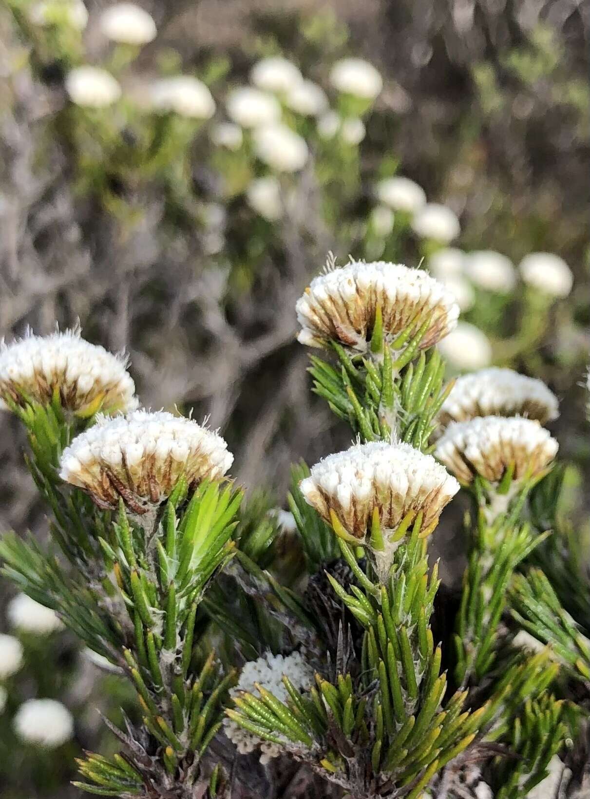 Image of Metalasia erectifolia Pillans