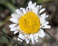 Image de Erigeron eatonii var. sonnei (Greene) G. L. Nesom