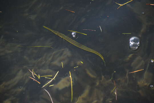 Image of Atlantic needlefish