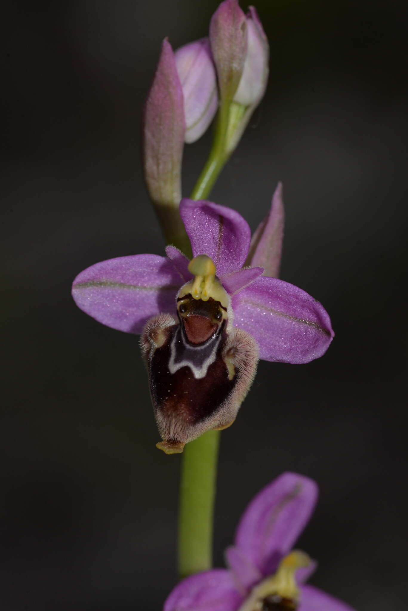 Image of Ophrys turiana J. E. Arnold
