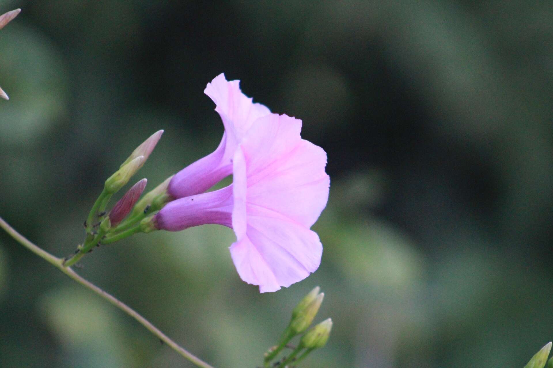 Plancia ëd Ipomoea splendor-sylvae House