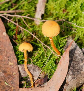 Image of Cystoderma muscicola (Cleland) Grgur. 1997