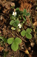 Image of Barren Strawberry