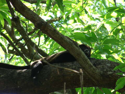 Image of Alouatta palliata mexicana Merriam 1902