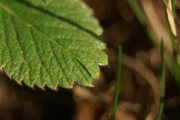 Image of Barren Strawberry