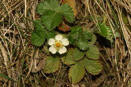 Image of Barren Strawberry