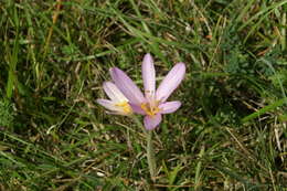 Image of Autumn crocus