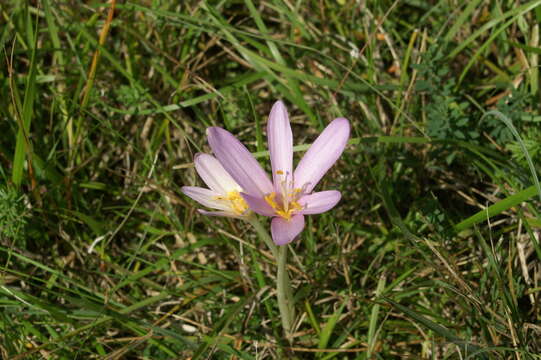 Image of Autumn crocus