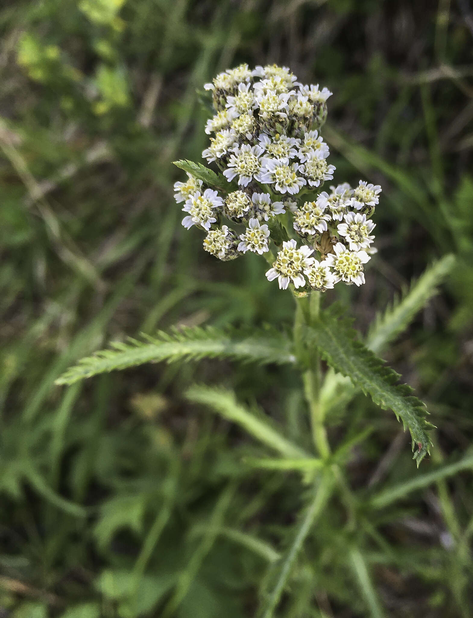 Image of Achillea alpina subsp. multiflora (Hook.) D. F. Murray & Elven