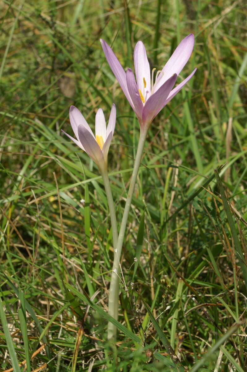 Image of Autumn crocus