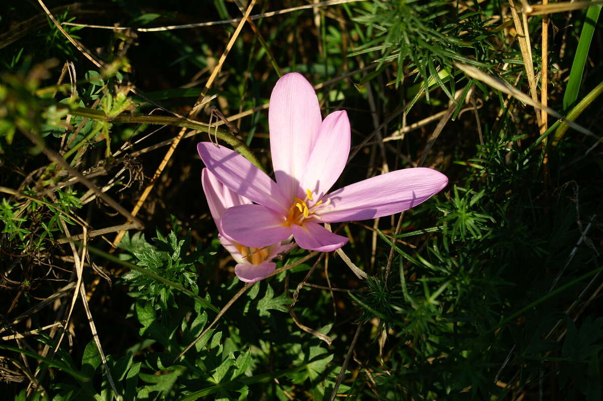 Image of Autumn crocus