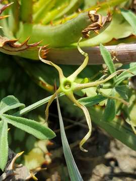 Image de Trochomeria macrocarpa (Sond.) Harv.