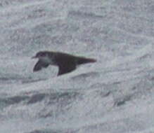 Image of Boyd's Shearwater