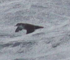 Image of Boyd's Shearwater