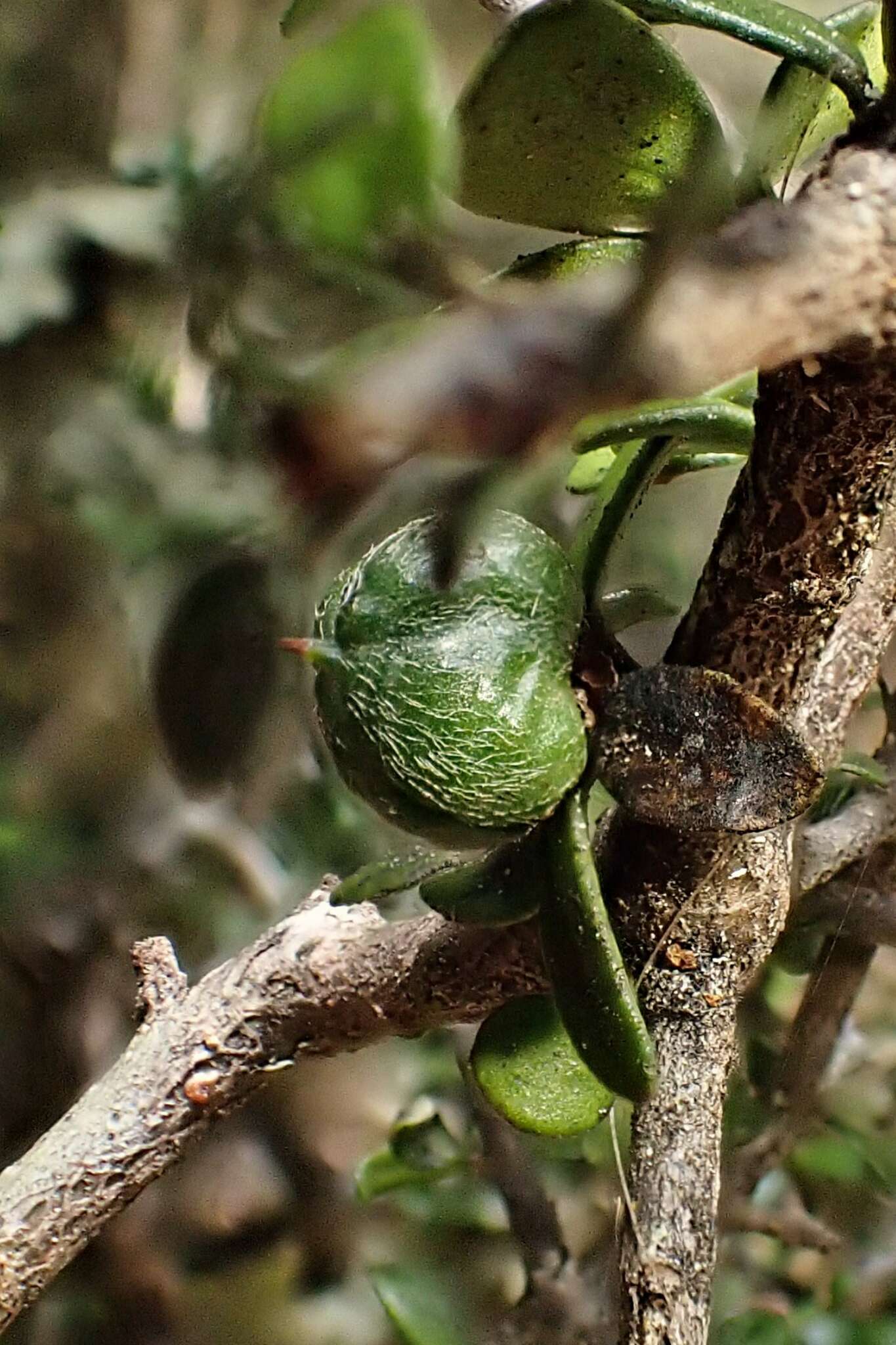 Image of Pittosporum divaricatum Cockayne