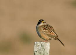 Image de Bruant des savanes