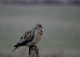 Image of Eared Dove