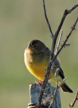 Image of Grassland Yellow Finch