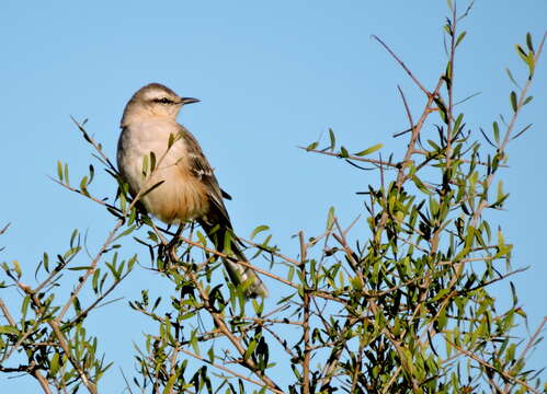 Image of Chalk-browed Mockingbird