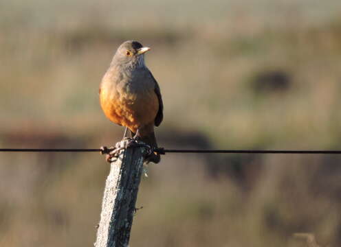 Image of Rufous-bellied Thrush