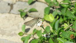 Image of Mediterranean Skipper