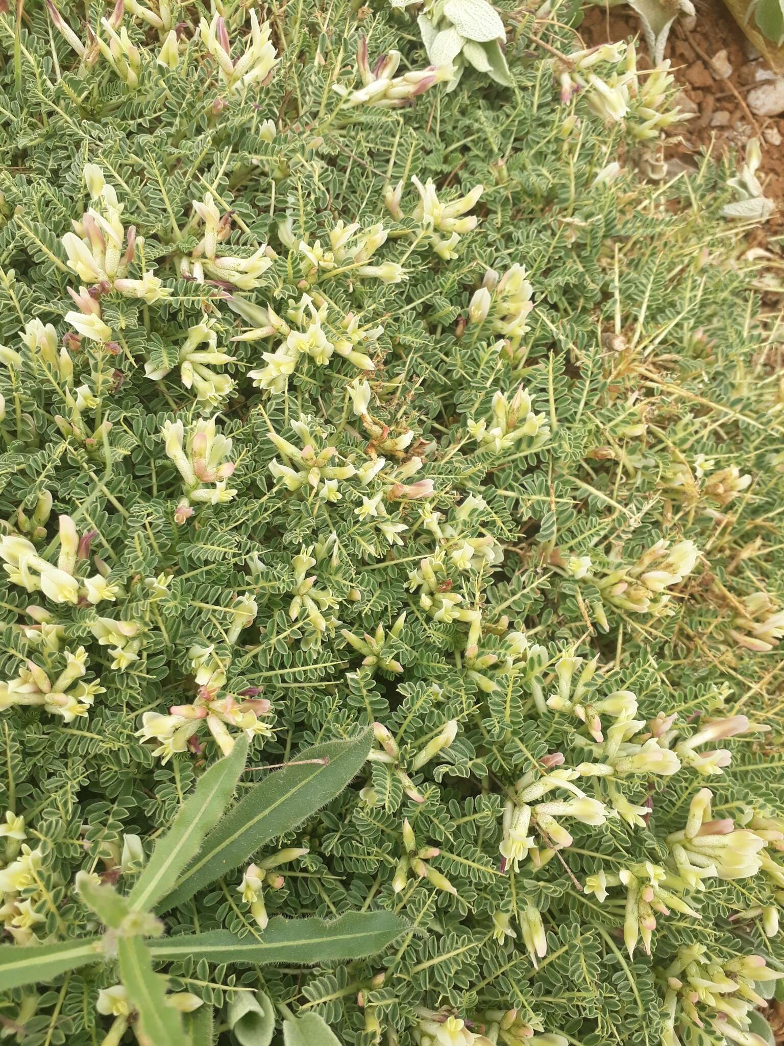 Image of Astragalus angustifolius Lam.