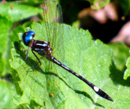 Image of Macrothemis ultima González 1992