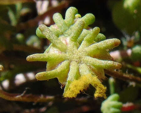 Image of common liverwort