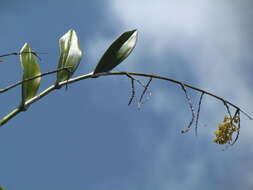 Image of Epidendrum polyanthum Lindl.