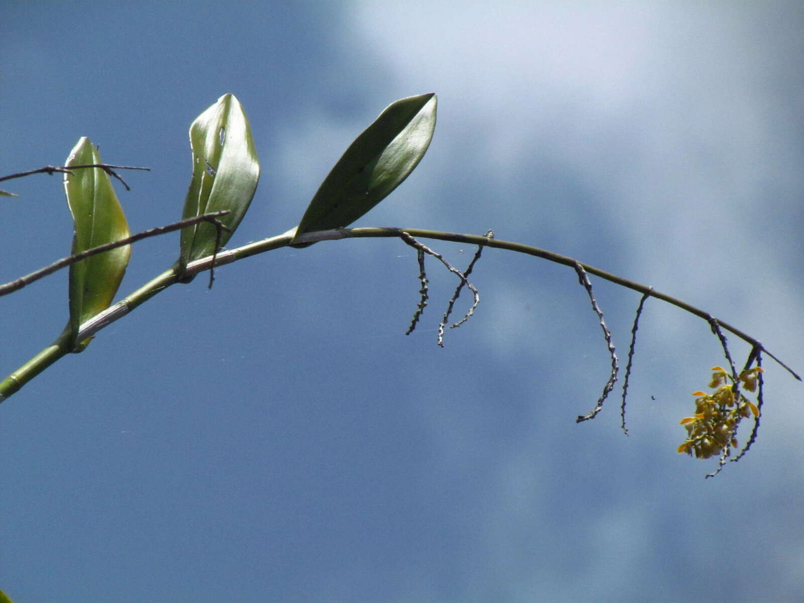 Image of Epidendrum polyanthum Lindl.