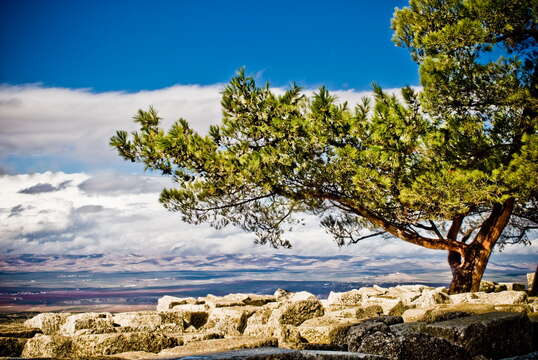 Image of Brutia Pine